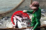 Thu hoạch cá tra ở An Giang. (Ảnh: Công Mạo/TTXVN)