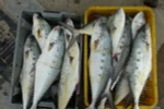 Cá bè chuẩn bị đưa đi tiêu thụ. (Ảnh: Nguyên Lý/TTXVN)