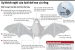 [Infographics] Sự thích nghi của loài dơi ma cà rồng hút máu