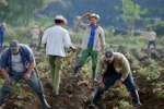 Nông dân Cuba đang gieo trồng khoai lang. (Nguồn: AFP)