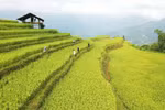 Ruộng bậc thang ở ở Hoàng Su Phì (Hà Giang) thu hút rất nhiều khách du lịch. (Ảnh: Nguyễn Chiến/TTXVN)