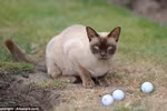 Mèo Merlin bên những quả bóng golf ưa thích. (Nguồn: Dailymail.co.uk)