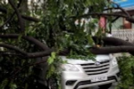 Hiện trường cây đổ đè ôtô. (Ảnh: An Hiếu/TTXVN)