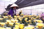 Nông dân trồng hoa tại thành phố Đà Lạt thu hoạch hoa cúc. (Ảnh: Phạm Kha/TTXVN)