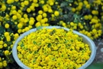 Hoa cúc chi. (Ảnh: Phạm Kiên/TTXVN)
