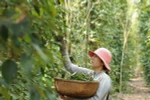 Sản lượng hồ tiêu 2014 dự kiến đạt khoảng 125.000 tấn