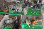 Các loài chim hoang dã được bày bán công khai tại chợ Thạnh Hóa, tỉnh Long An. (Ảnh: HV/Vietnam+)