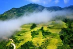 Ruộng bậc thang Sa Pa mùa nước đổ. (Ảnh: Quốc Khánh/TTXVN)