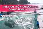 Tổn thất nặng nề của ngành nuôi trồng thủy sản Quảng Ninh sau bão Yagi