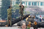 [Photo] Hàng loạt cây xanh trước cổng ĐH Giao thông vận tải bị đốn hạ 
