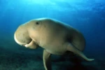 Bò biển có tên khoa học là Dugong (Nguồn: NG)