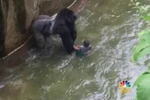 Khỉ đột bị bắn chết sau khi lôi đứa bé về chỗ ở của mình. (Nguồn: nbcnews.com)
