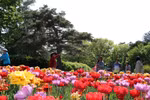 Lễ hội hoa tulip Canada - Biểu tượng của hữu nghị và hòa bình quốc tế
