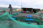 Một bè nuôi thủy sản trên vùng biển vịnh Vân Phong (xã Vạn Thạnh, huyện Vạn Ninh) được người dân kiểm tra, gia cố trước khi bão đổ bộ. (Ảnh: Nguyễn Dũng/TTXVN)