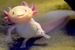 Axolotl, hay còn có tên khác là kỳ giông Mexico hay khủng long 6 sừng. (Nguồn: lithub.com)