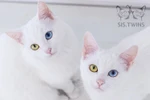 Iriss và Abyss. (Nguồn: odditycentral.com)