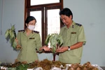 Các loại củ sáng 1/3 từ miền Bắc đưa vào vùng trọng điểm trồng sâm Ngọc Linh Kon Tum để đội lốt sâm Ngọc Linh bán ra thị trường. (Ảnh: Cao Nguyên/TTXVN)