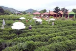 Đồi chè ở Thái Nguyên luôn hấp dẫn du khách. (Nguồn: TTXVN)
