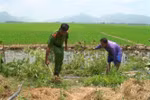 Công an huyện Tri Tôn, An Giang tiến hành nhổ bỏ, tiêu hủy toàn bộ 32 cây cần sa trồng trái phép trong nhà ông Nguyễn Văn Út. (Ảnh: TTXVN phát)