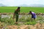 Công an huyện Tri Tôn, An Giang tiến hành nhổ bỏ, tiêu hủy toàn bộ 32 cây cần sa trồng trái phép trong nhà ông Nguyễn Văn Út. (Ảnh: TTXVN phát)