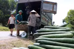 Người nông dân bán tống, bán tháo bí xanh cho thương lái. (Ảnh: Thanh Hải/TTXVN)