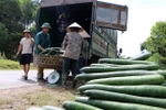 Người nông dân bán tống, bán tháo bí xanh cho thương lái. (Ảnh: Thanh Hải/TTXVN)