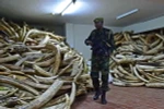 Cảnh sát gác bên số ngà voi thu giữ trong chiến dịch chống buôn lậu các sản phẩm động vật hoang dã quý hiếm tại Nairobi. (Nguồn: AFP/TTXVN)