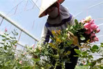 Đà Lạt cung ứng gần 200 triệu cành hoa cho thị trường Tết Nguyên đán