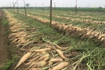 Từ sau Tết Nguyên đán, củ cái trắng rớt giá mạnh, ế ẩm nên người dân nhổ bỏ thay vì đem bán. (Ảnh: Hồng Kiều/Vietnam+)