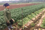 Xã Tráng Việt còn hơn 1.000 tấn củ cải dư thừa. (Ảnh: Hồng Kiều/Vietnam+)