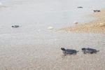 Rùa con trở về biển thuộc khu vực Vườn quốc gia Núi Chúa. (Ảnh: Nguyễn Thành/TTXVN)