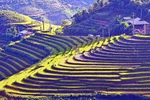 Ruộng bậc thang mùa nước đổ ở Lào Cai thu hút du khách 