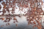 Đến lượt thủ đô Washington D.C của Mỹ chìm trong sắc hoa anh đào