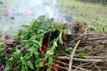 Cao Bằng: Phát hiện, phá nhổ hơn 3.000 cây thuốc phiện trồng trái phép