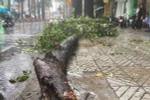 Mưa kèm giông lốc làm nhánh cây có đường kính lớn bất ngờ tét nhánh rơi xuống đường 3/2 khiến 2 người bị thương.