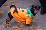 [Photo] Những chú chó đáng yêu trong trang phục Halloween