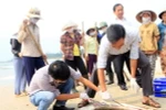 Cơ quan chức năng lấy mẫu tìm nguyên nhân cá chết trên biển. (Ảnh Trần Tĩnh/TTXVN)