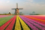 'Cầu vồng' hoa tulip rực rỡ sắc màu tại Hà Lan. (Nguồn: NatGeo)
