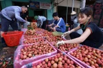 Đóng hộp xốp bảo quản quả vải thiều để chuyển đi tiêu thụ tại cơ sở thu mua vải thiều Cương Hoài, xã Phượng Sơn, huyện Lục Ngạn. (Ảnh: Vũ Sinh/TTXVN)