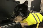 Cô mèo được tặng 1 chiếc áo phản quang và 1 bảng tên. (Nguồn: independent.co.uk)