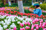 Nhân dịp kỷ niệm 45 năm thiết lập quan hệ ngoại giao Việt Nam - Hà Lan, gần 180.000 cây hoa tulip sẽ đua nhau khoe sắc tại lễ hội hoa 'Sắc màu Hà Lan' đang diễn ra tại khu đô thị Ecopark trong dịp Tết Dương lịch 2019. (Ảnh: PV/Vietnam+)