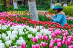 Nhân dịp kỷ niệm 45 năm thiết lập quan hệ ngoại giao Việt Nam - Hà Lan, gần 180.000 cây hoa tulip sẽ đua nhau khoe sắc tại lễ hội hoa 'Sắc màu Hà Lan' đang diễn ra tại khu đô thị Ecopark trong dịp Tết Dương lịch 2019. (Ảnh: PV/Vietnam+)