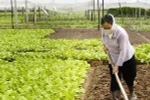 Trồng rau an toàn. (Ảnh: Minh Đông/TTXVN)