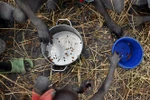 Trẻ em nhặt hạt ngũ cốc rơi vãi trên cánh đồng tại Ayod, Nam Sudan. (Ảnh: AFP/TTXVN)