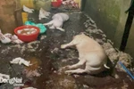 Một cơ sở giết mổ trái phép tại thời điểm lực lượng chức năng kiểm tra. (Nguồn: Báo Đồng Nai)
