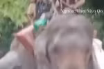 Người Myanmar dùng voi cứu trợ nạn nhân siêu bão Yagi
