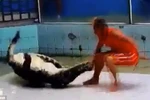 Rùng mình cảnh huấn luyện viên bị cá sấu cắn trong lúc trình diễn