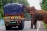 [Video] Ngỡ ngàng cảnh con voi chặn xe tải giữa đường để lấy thức ăn