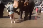 [Video] Hốt hoảng cảnh con voi hất tung nữ du khách lên cao