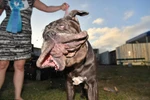 Chú chó tên Martha, nặng 57 kg, đã giành chiến thắng trong cuộc thi. Nó sẽ nhận được giải thưởng trị giá 1.500USD cùng một chuyến đi tới New York. (Nguồn: AFP)